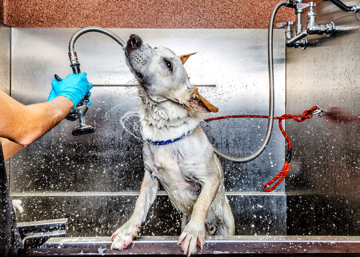 Pies-w-salonie-groomerskim-podczas-mycia