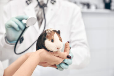 hamster-on-hands-of-owner-during-vet-examination-pets